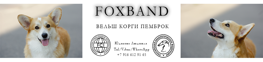 foxband