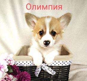 Олимпия