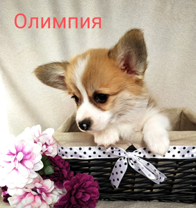 Олимпия