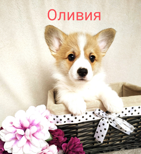 Оливия