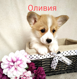 Оливия