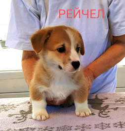 Рейчел